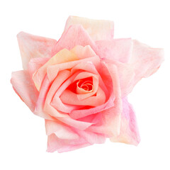 Blossom of a pink rose paper flower isolated on white background