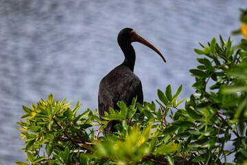 A beautiful bird found at Lagoa do Violão in Torres in Rio Grande do Sul, Brazil.