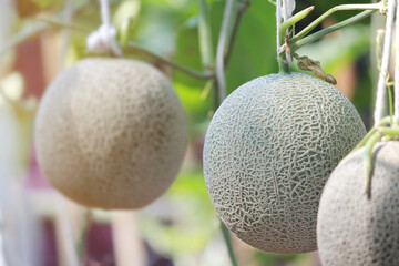 Fresh Cantaloupe Melons Growing in Organic Farm