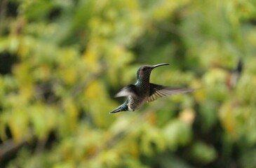 Fototapeta na wymiar Hummingbird spotted in Minca, Colombia