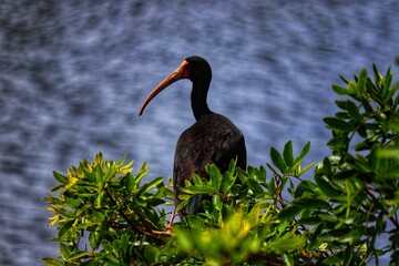 A beautiful bird found at Lagoa do Violão in Torres in Rio Grande do Sul, Brazil.