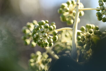 Japanese aralia young berries. Characterized by large leaves and deep cuts, the flowering season is from October to December, and the berries ripen black the following spring.