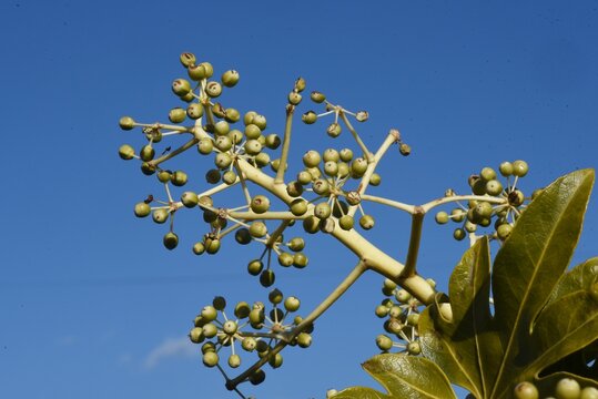 Japanese aralia young berries. Characterized by large leaves and deep cuts, the flowering season is from October to December, and the berries ripen black the following spring.