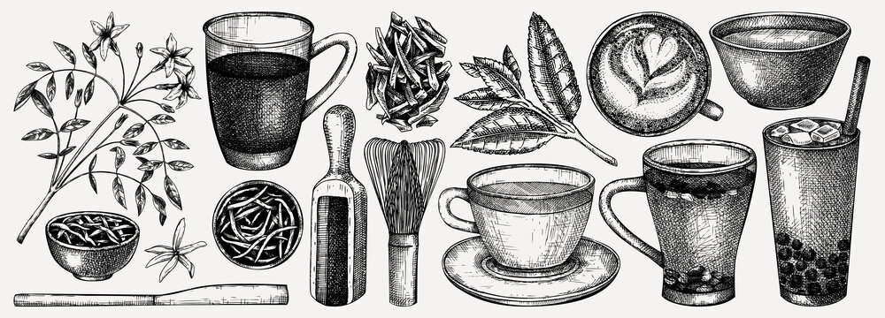 Hand-sketched tea drinks and ingredients collection. Vector sketches of hot beverage cups, dried leaves, jasmine blossom. Green Tea, black tea, white tea, matcha drawing for menu design on white