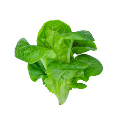 baby Green Cos Vegetables Salad isolated on white background. Clipping path.