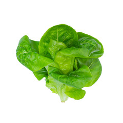 baby Green Cos Vegetables Salad isolated on white background. Clipping path.