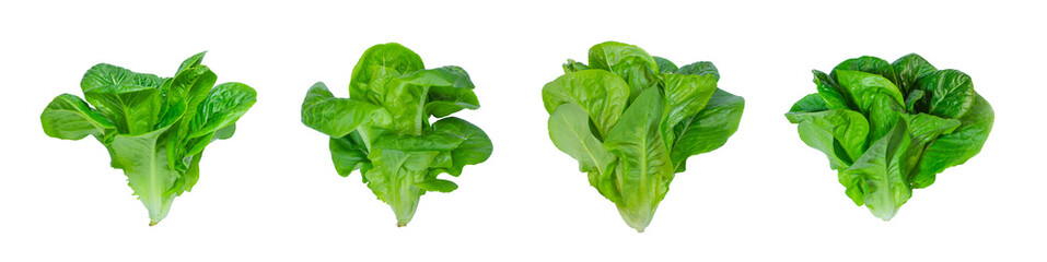 Salade de légumes Cos vert bébé et petit bijou isolé sur fond blanc.