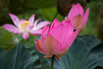 Obraz premium Pink waterlily. Buds of lotus flowers close-up photo