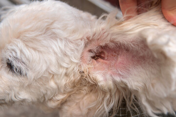 Fluffy curly white long hair small poodle with irritated redness skin or Part of pet body Interior...