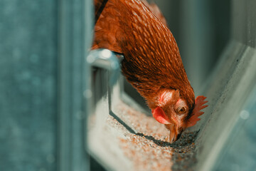 Close up of chicken hen feeding in cage