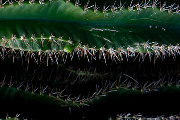 cactus thorns elongated.  background texture of cactus spines.  sharp cactus thorns.