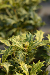 Holly osmanthus Tricolor