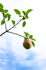Ripe pears on a branch against the sky