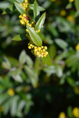 Wintergreen barberry