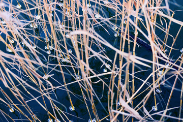 Ice drops on the reed cane on the lake