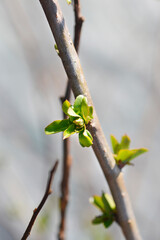 Japanese Quince Cameo