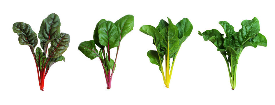 Fresh Swiss Chard Isolated On White Background.