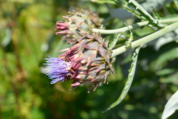 Artichoke thistle