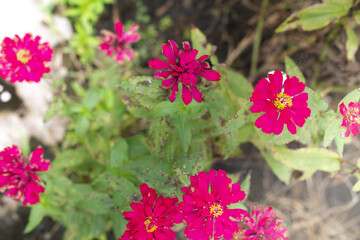 pink zinnia flowers background.  have a lot of flower petals and random.