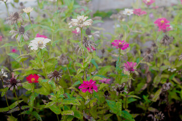Obraz premium colorful flower garden background. zinnia flowers. pink flowers, red flowers, white flowers and withered flowers.