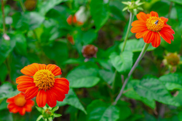 orange zinnia flowers with green leaf blur background.  flowers bloom in the garden