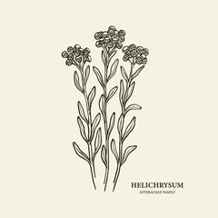 Hand drawn helichrysum branch illustration