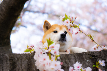 満開の桜と柴犬