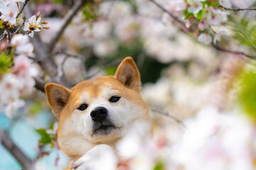 満開の桜と柴犬