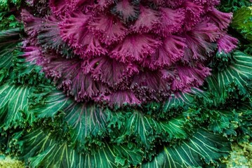Decorative (or ornamental) kale (or cabbage)
