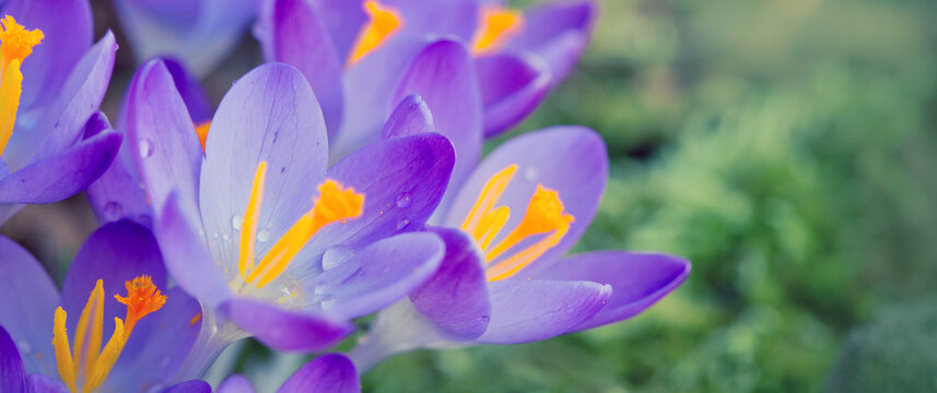 Group of purple crocus under the bright sun in spring garden.