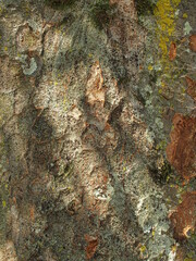 秋の古木の欅の幹