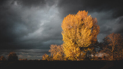 Yellow tree dramatic storm sky