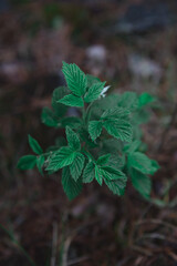 leaves in the forest