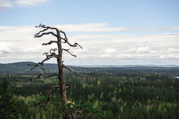 tree in the mountains