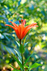 Obraz premium Blooming Orange lily with water drops in the garden on a green background. Vertical photo
