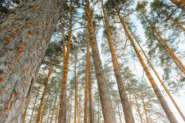Crowns of pine trees, spruce in winter forest. Pine trunks close-up