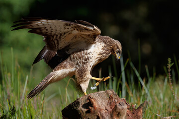 Common Buzzard (Buteo buteo) sarching for food in the forest of Noord Brabant in the Netherlands.  Green forest background