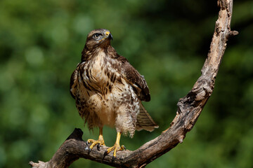 Common Buzzard (Buteo buteo) sarching for food in the forest of Noord Brabant in the Netherlands.  Green forest background