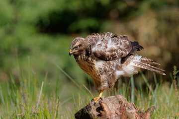 Common Buzzard (Buteo buteo) sarching for food in the forest of Noord Brabant in the Netherlands.  Green forest background