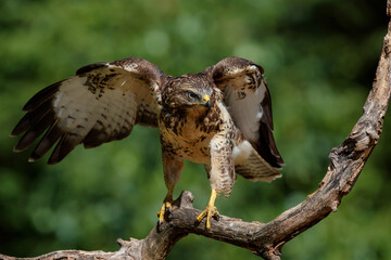 Common Buzzard (Buteo buteo) sarching for food in the forest of Noord Brabant in the Netherlands. ...