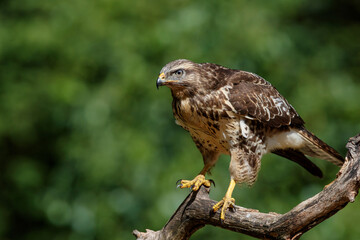 Common Buzzard (Buteo buteo) sarching for food in the forest of Noord Brabant in the Netherlands.  Green forest background