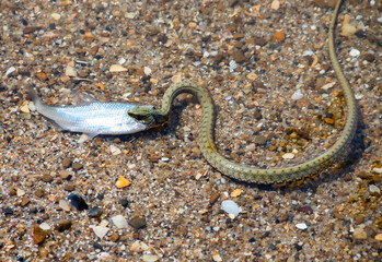 Natrix tessellata water snake on the beach