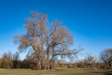View of an old solitary tree in a meadow in spring 