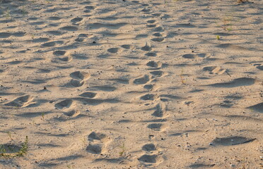 Sand on the beach for background. Brown beach sand texture as background.