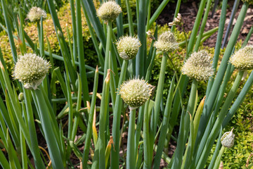 Welsh or Spring Onions - Allium fistulosum Flower - obrazy, fototapety, plakaty