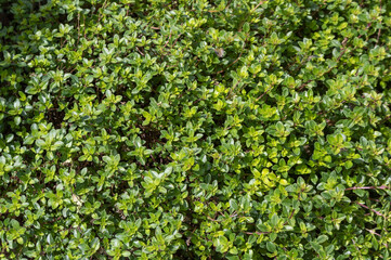 Obraz premium Fresh green thymus leaves growing in the garden.