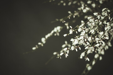 white small flowers on a gray background