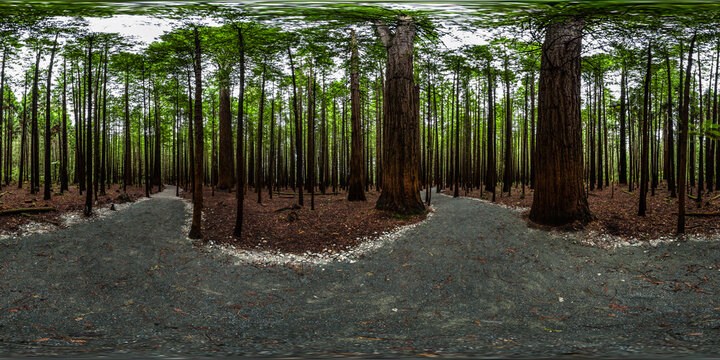 Redwood Memorial Grove Track - Whakarewarewa Forest - Rotorua - Bay of Plenty - New Zealand