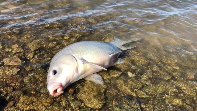 Living Smallmouth buffalo (Ictiobus bubalus) breathing on rocky shoreline of Grapevine Lake, Texas, USA. An American native rough hardy fish in Catostomidae species sucker family in nature water