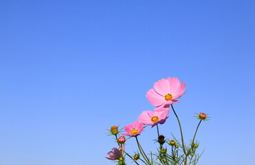 全盛期のコスモス